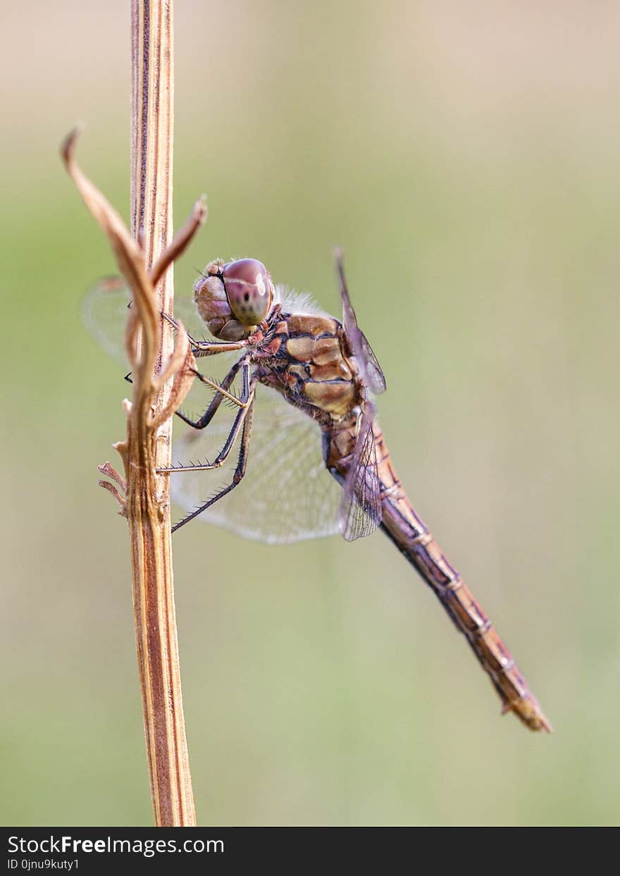 Insect, Dragonfly, Invertebrate, Dragonflies And Damseflies