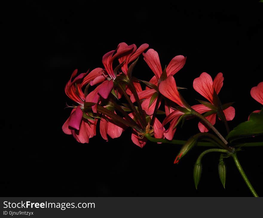 Flower, Plant, Pink, Flora