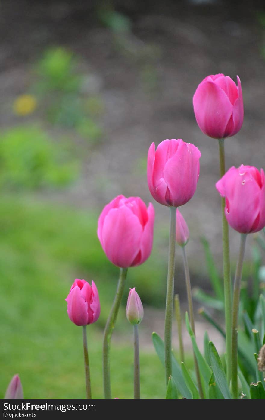 Flower, Plant, Pink, Flowering Plant