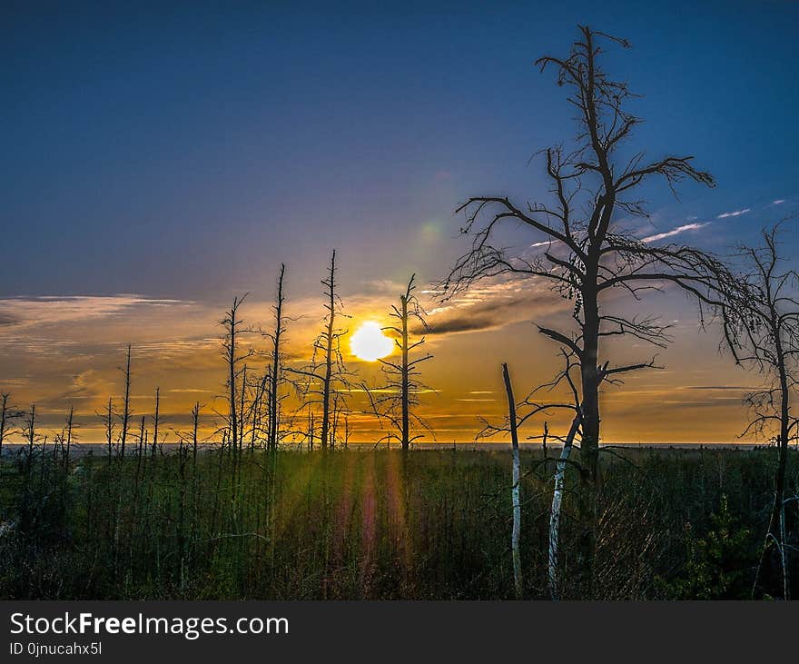 Sky, Ecosystem, Tree, Dawn