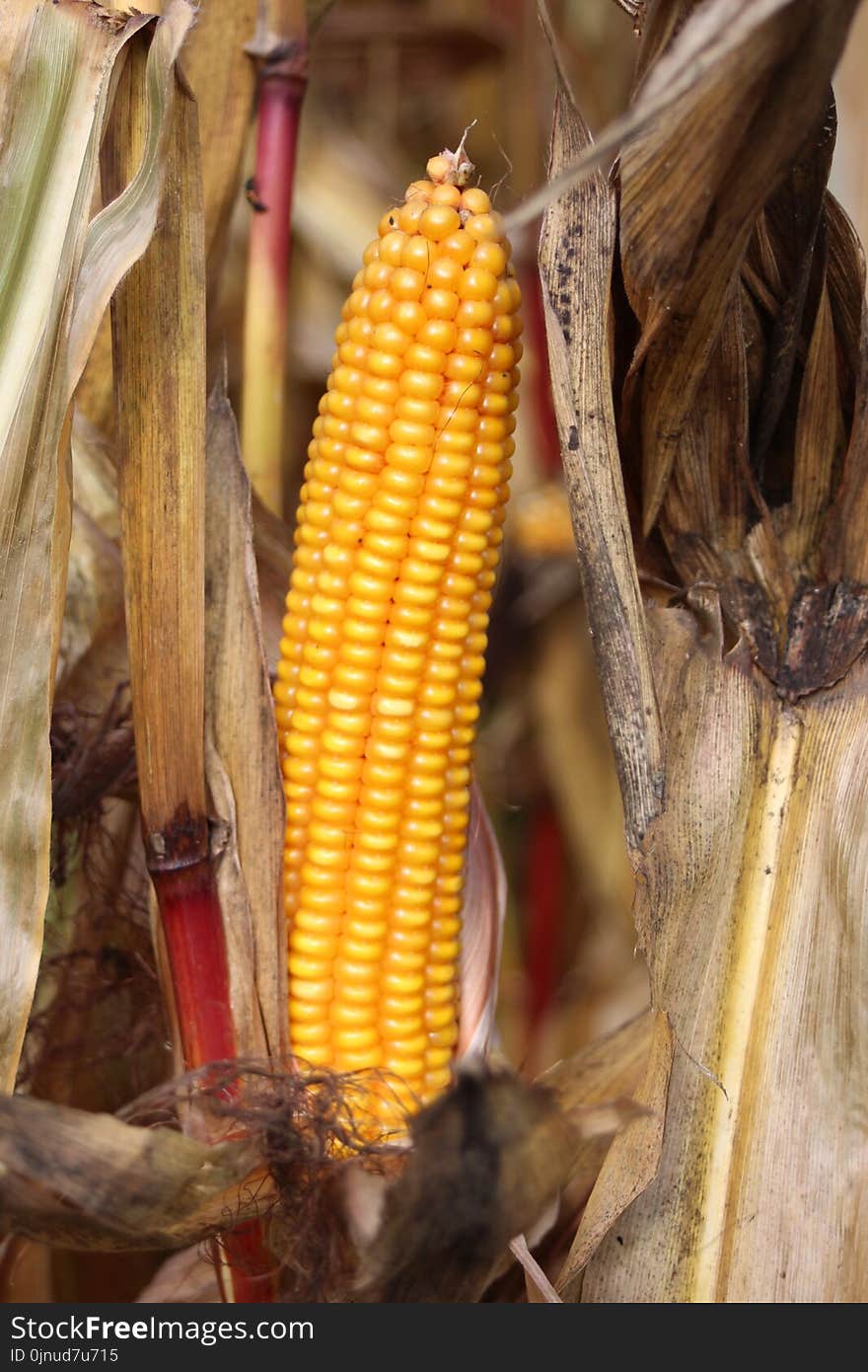 Sweet Corn, Corn On The Cob, Maize, Commodity