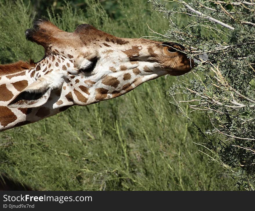 Giraffe, Terrestrial Animal, Wildlife, Giraffidae