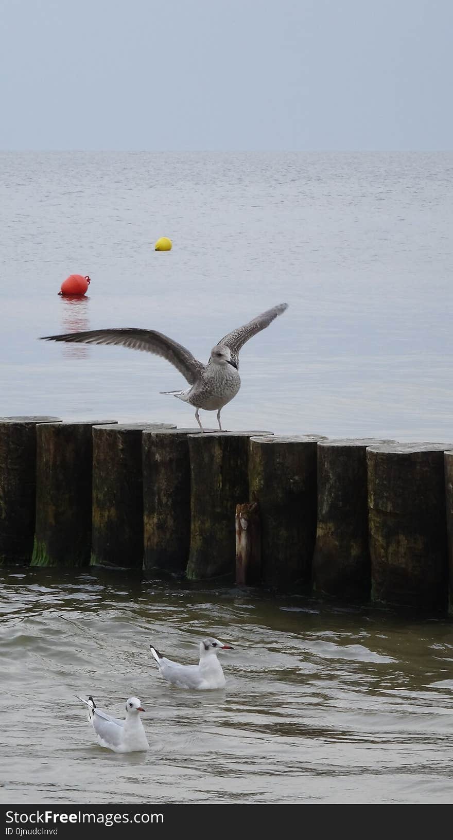 Water, Bird, Sea, Seabird