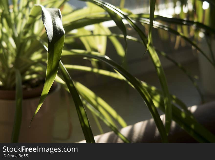 Vegetation, Plant, Close Up, Water