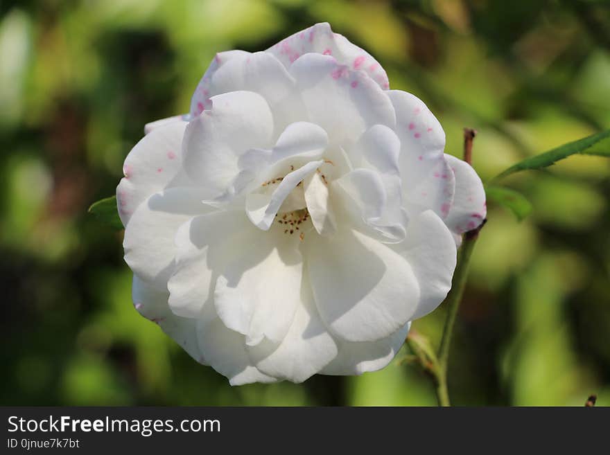 Flower, White, Rose Family, Plant