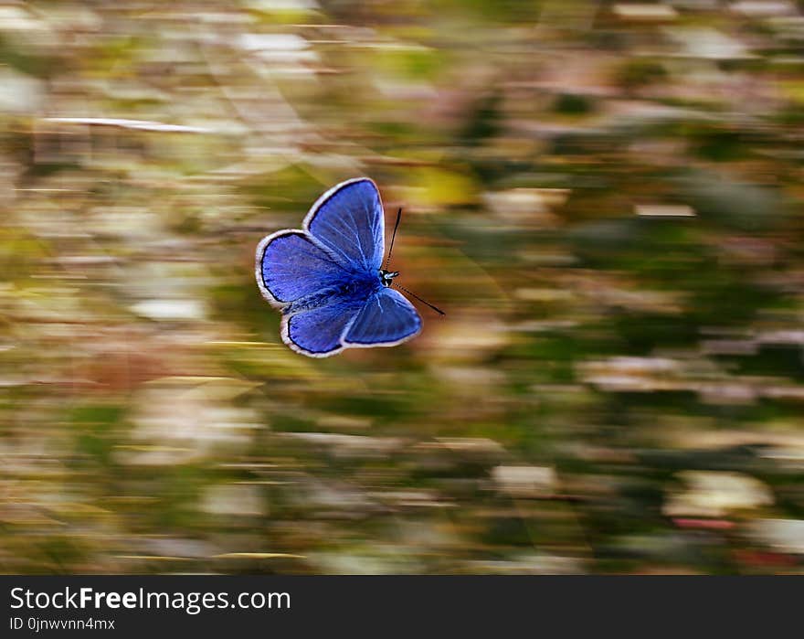 Butterfly, Blue, Moths And Butterflies, Lycaenid