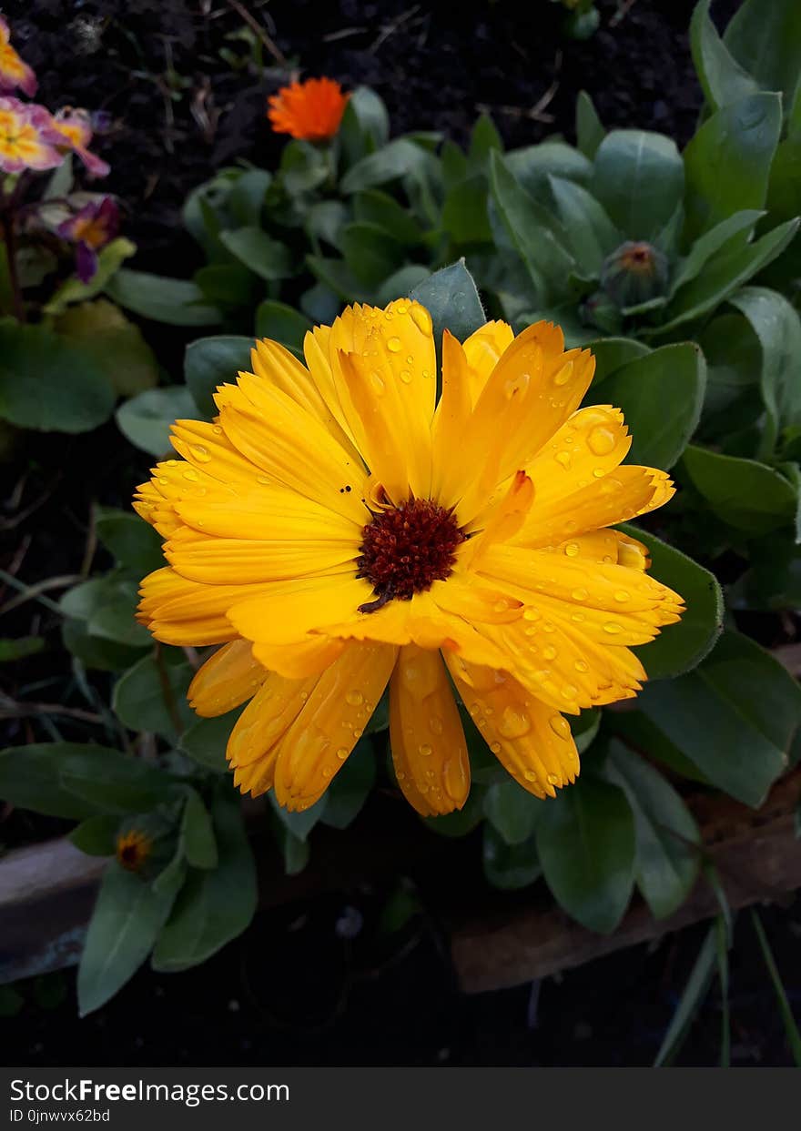 Flower, Yellow, Flora, Plant