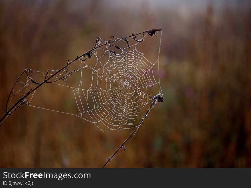 Spider Web, Spider, Arachnid, Morning