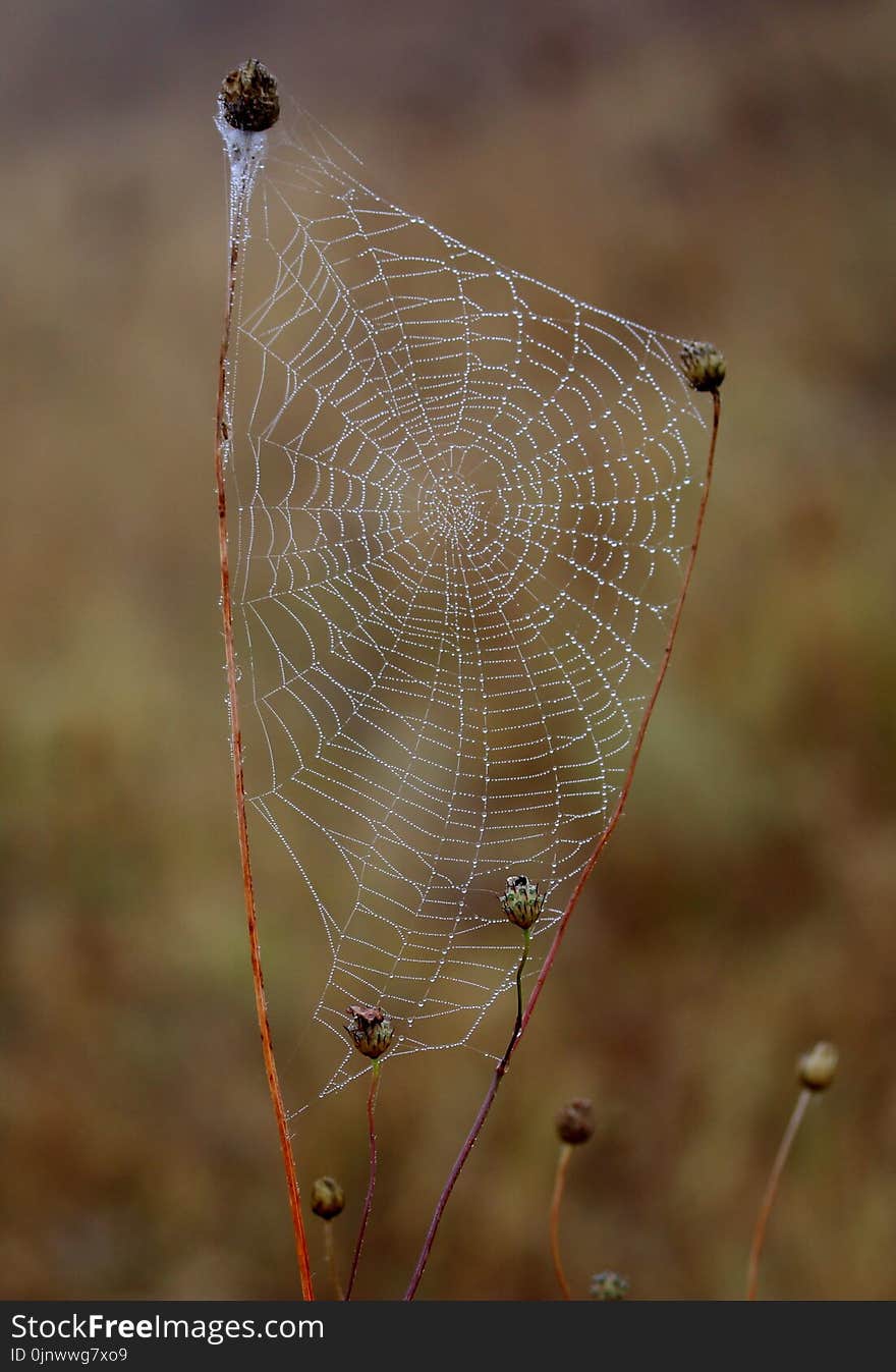 Spider Web, Water, Close Up, Moisture