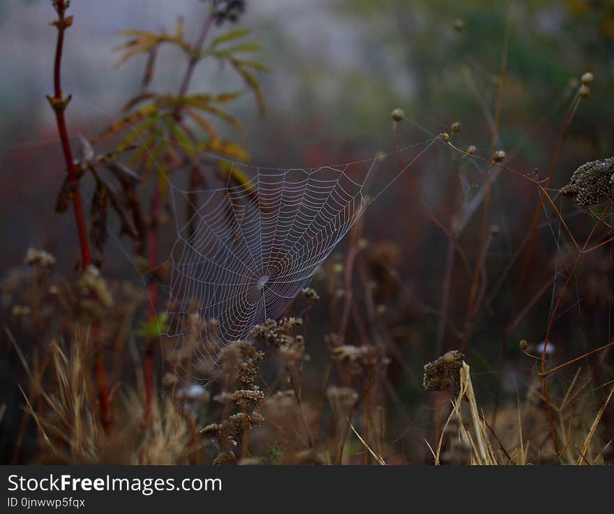 Spider Web, Ecosystem, Wildlife, Vegetation