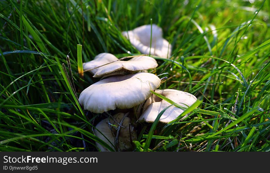 Mushroom, Grass, Oyster Mushroom, Fungus