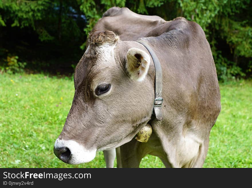 Cattle Like Mammal, Fauna, Dairy Cow, Pasture