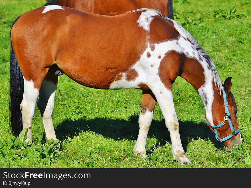 Horse, Mare, Horse Like Mammal, Grass