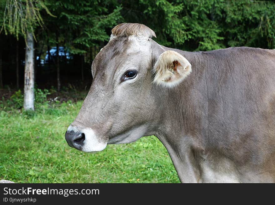 Cattle Like Mammal, Fauna, Dairy Cow, Grass