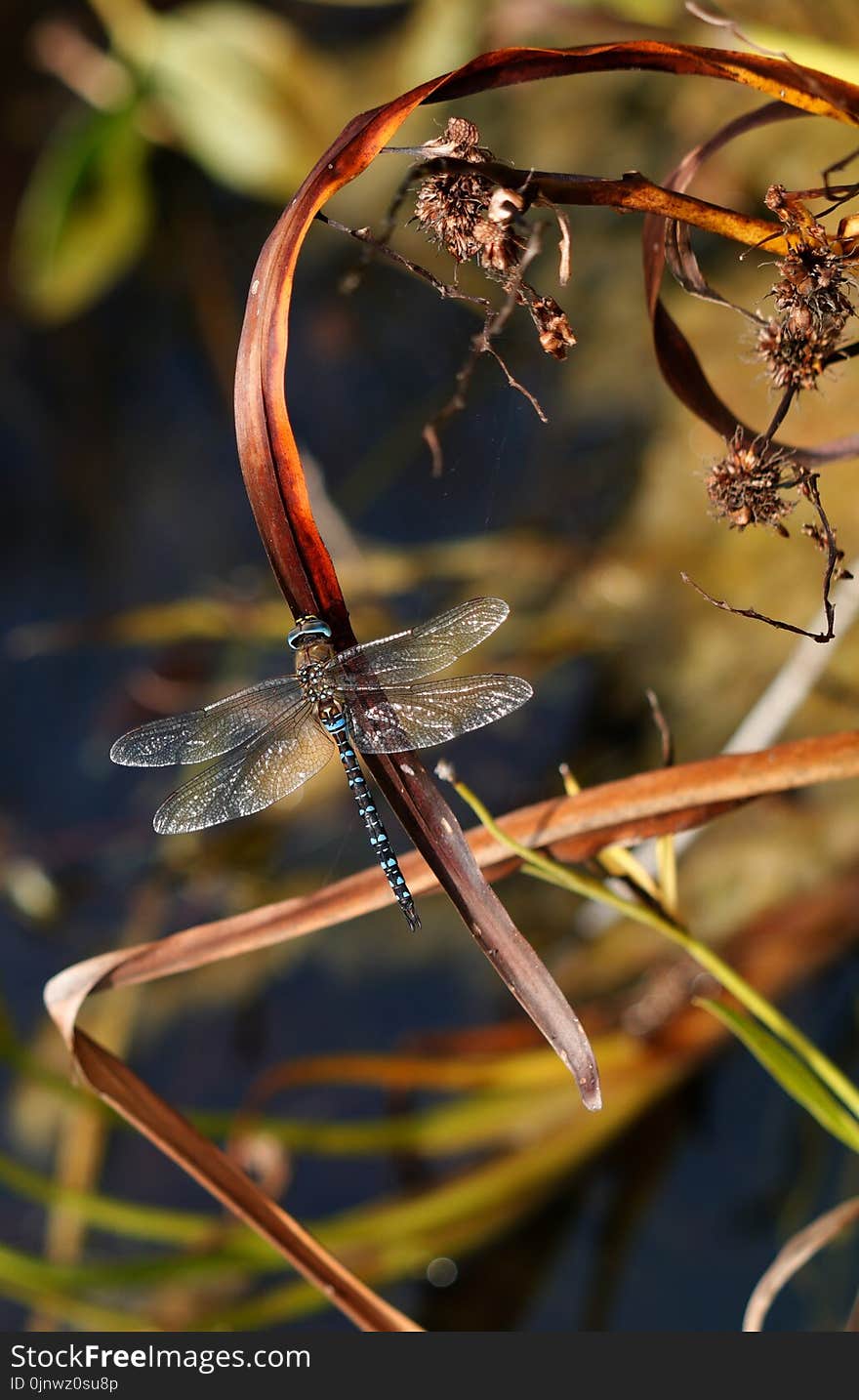 Dragonfly, Insect, Close Up, Branch