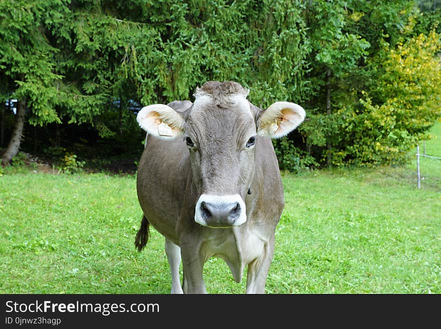 Cattle Like Mammal, Fauna, Pasture, Grass