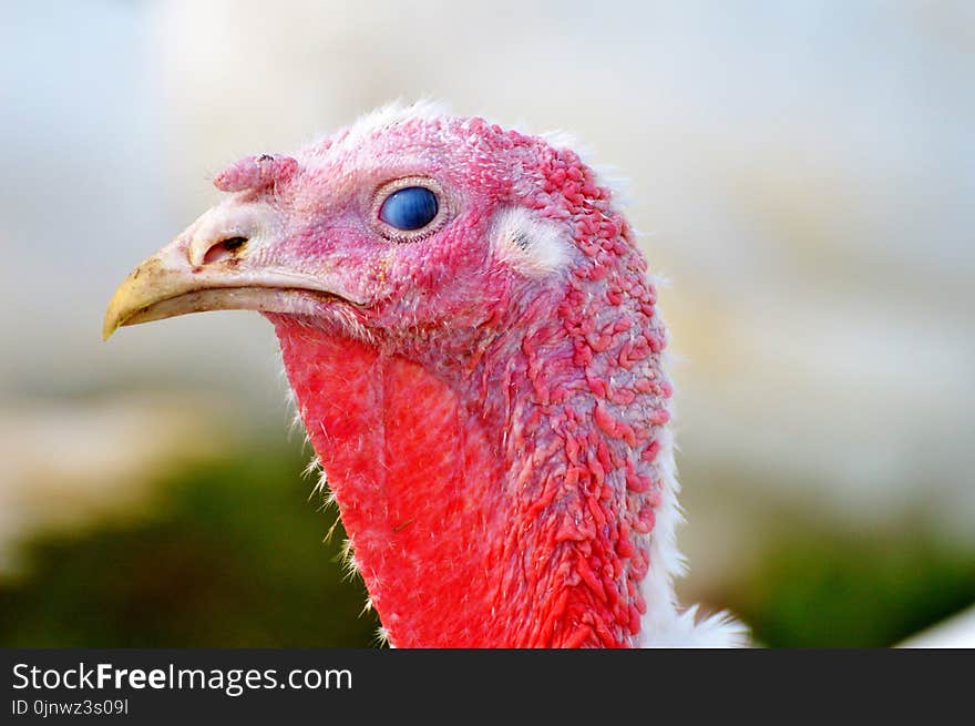 Beak, Galliformes, Bird, Domesticated Turkey