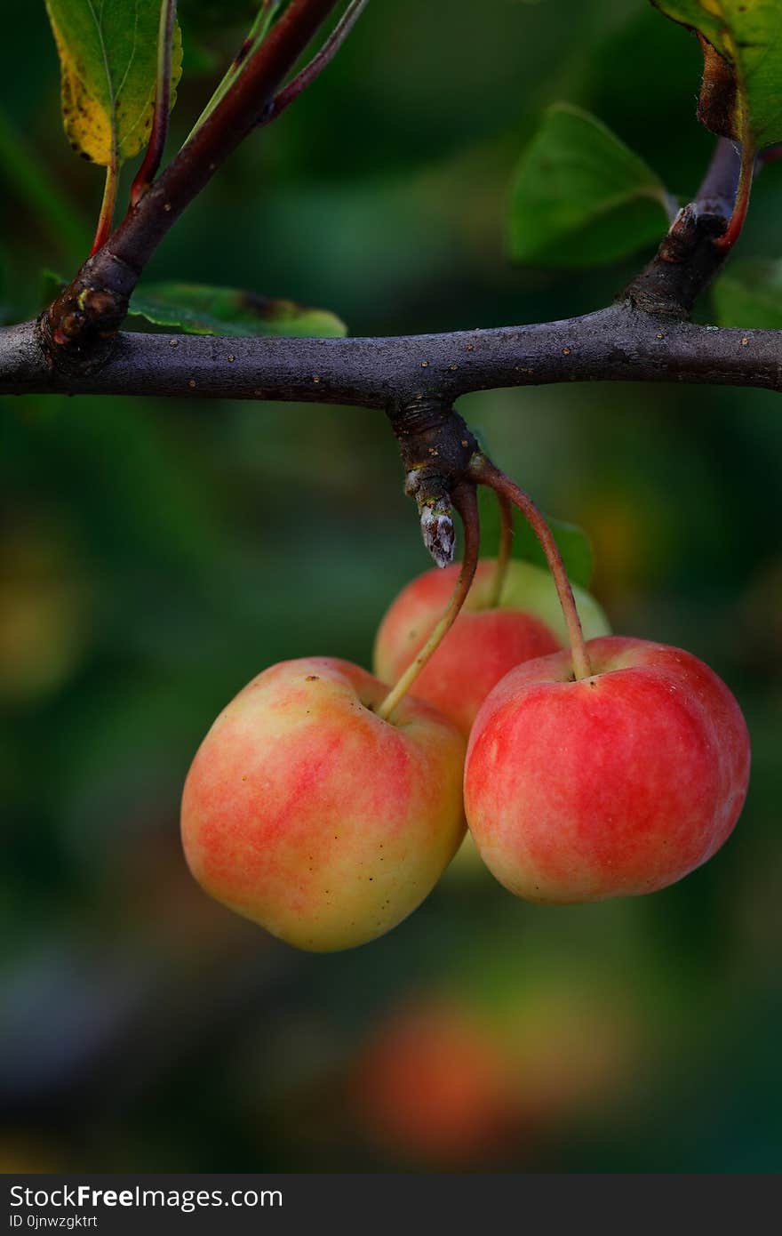 Fruit, Apple, Cherry, Branch