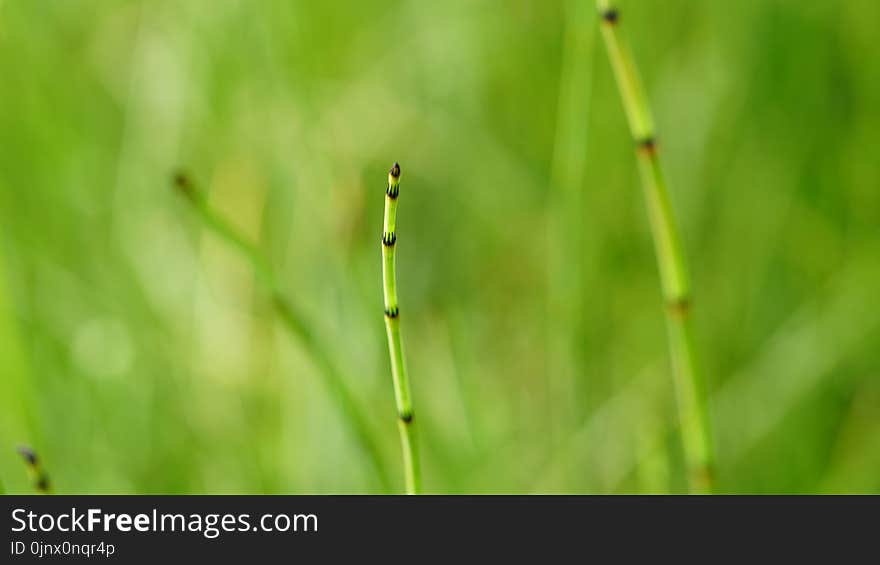 Grass, Vegetation, Water, Leaf