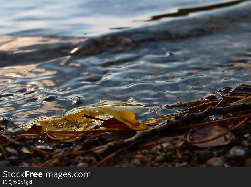 Water, Shore, Sea, Wave