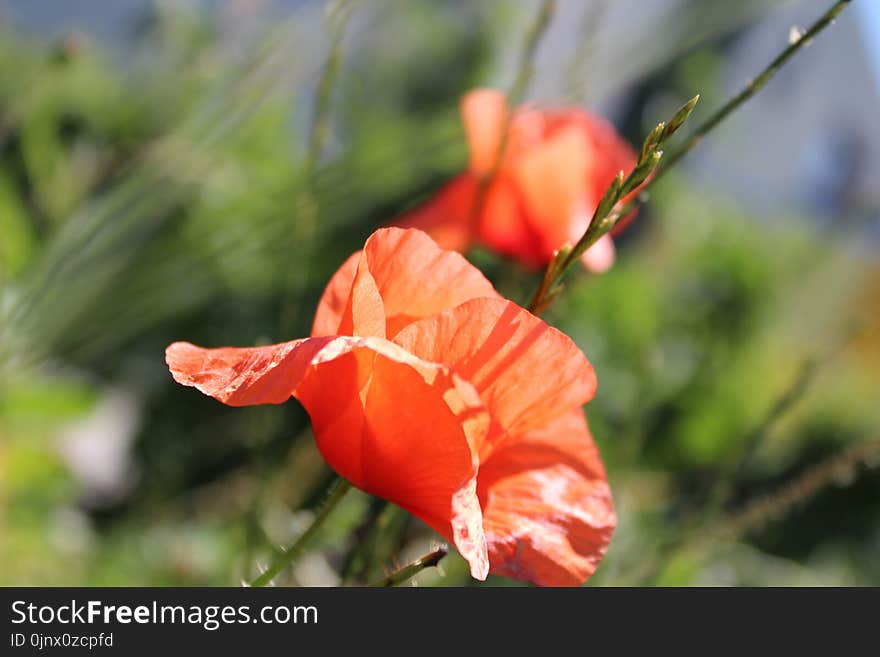 Flower, Wildflower, Orange, Petal