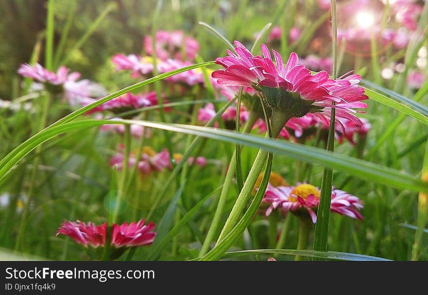 Flower, Plant, Flora, Flowering Plant