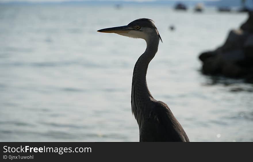 Bird, Beak, Fauna, Seabird