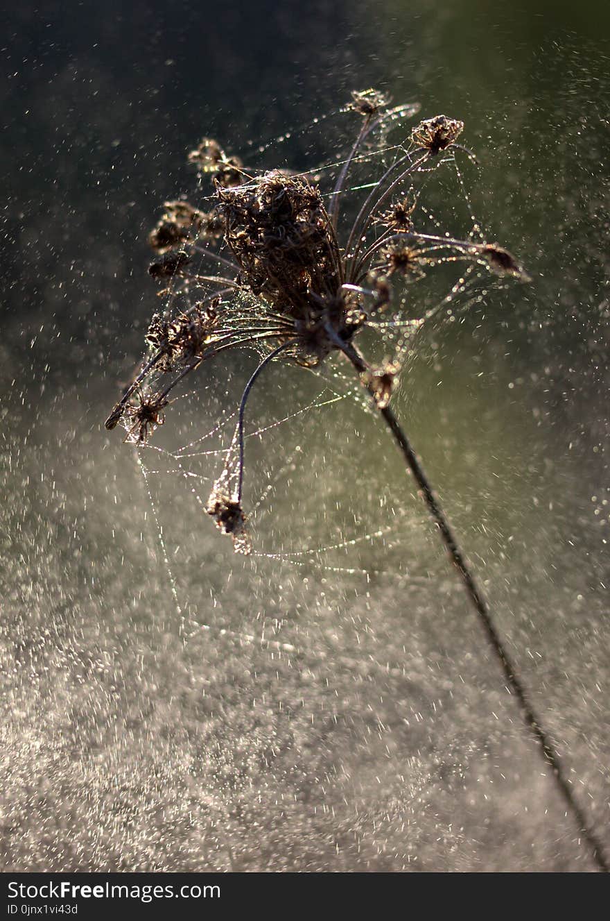 Water, Close Up, Organism, Macro Photography