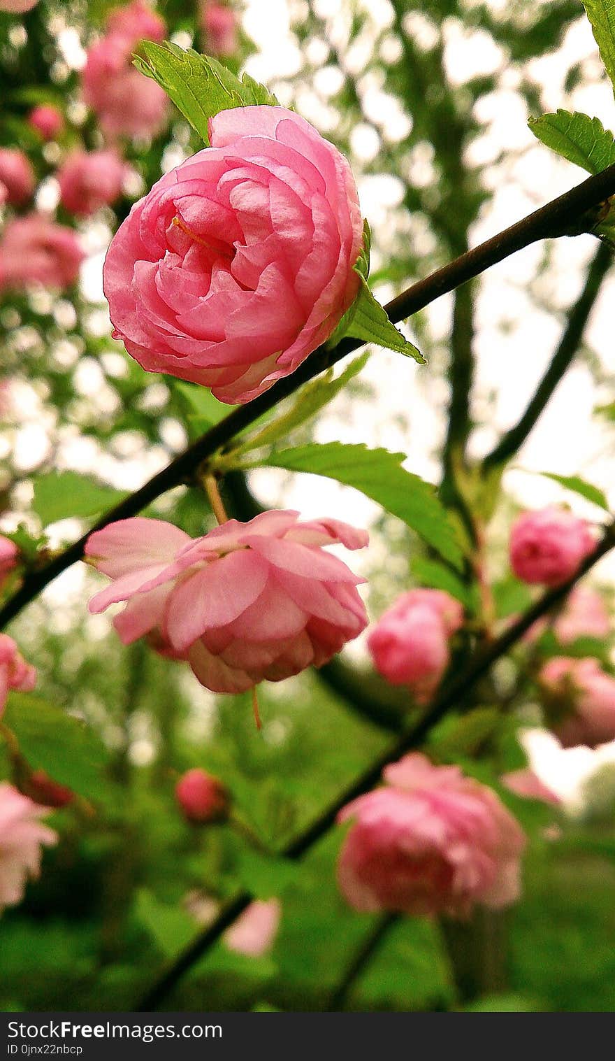 Flower, Pink, Rose Family, Plant