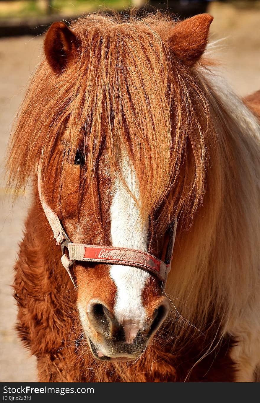 Horse, Mane, Bridle, Horse Like Mammal