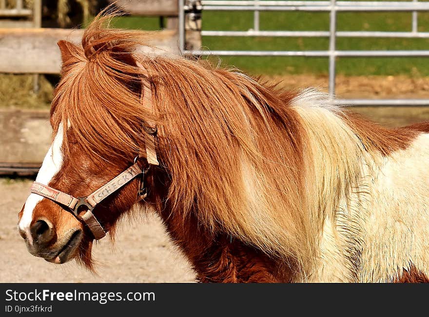 Horse, Mane, Bridle, Horse Like Mammal