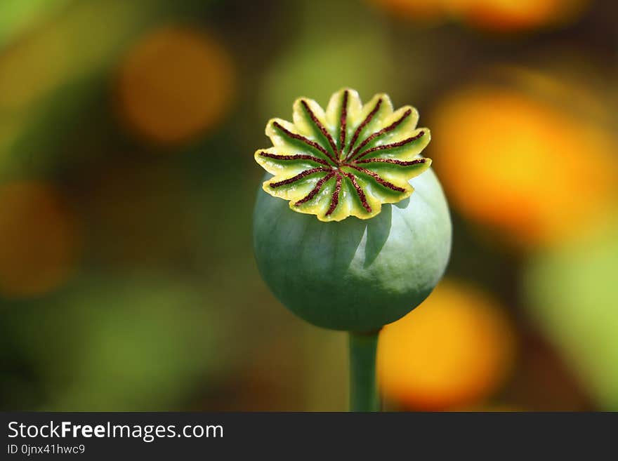 Flower, Flora, Close Up, Macro Photography