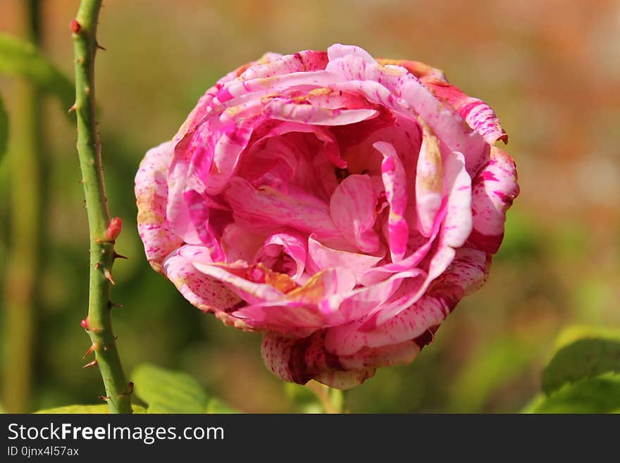 Flower, Pink, Rose, Rose Family