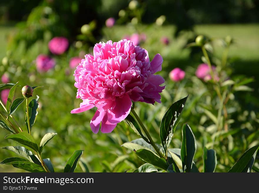 Flower, Plant, Pink, Peony