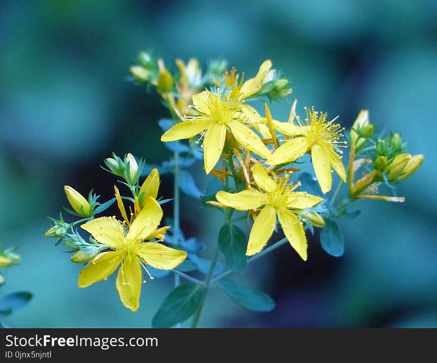 Flower, Plant, Hypericum, Leaf