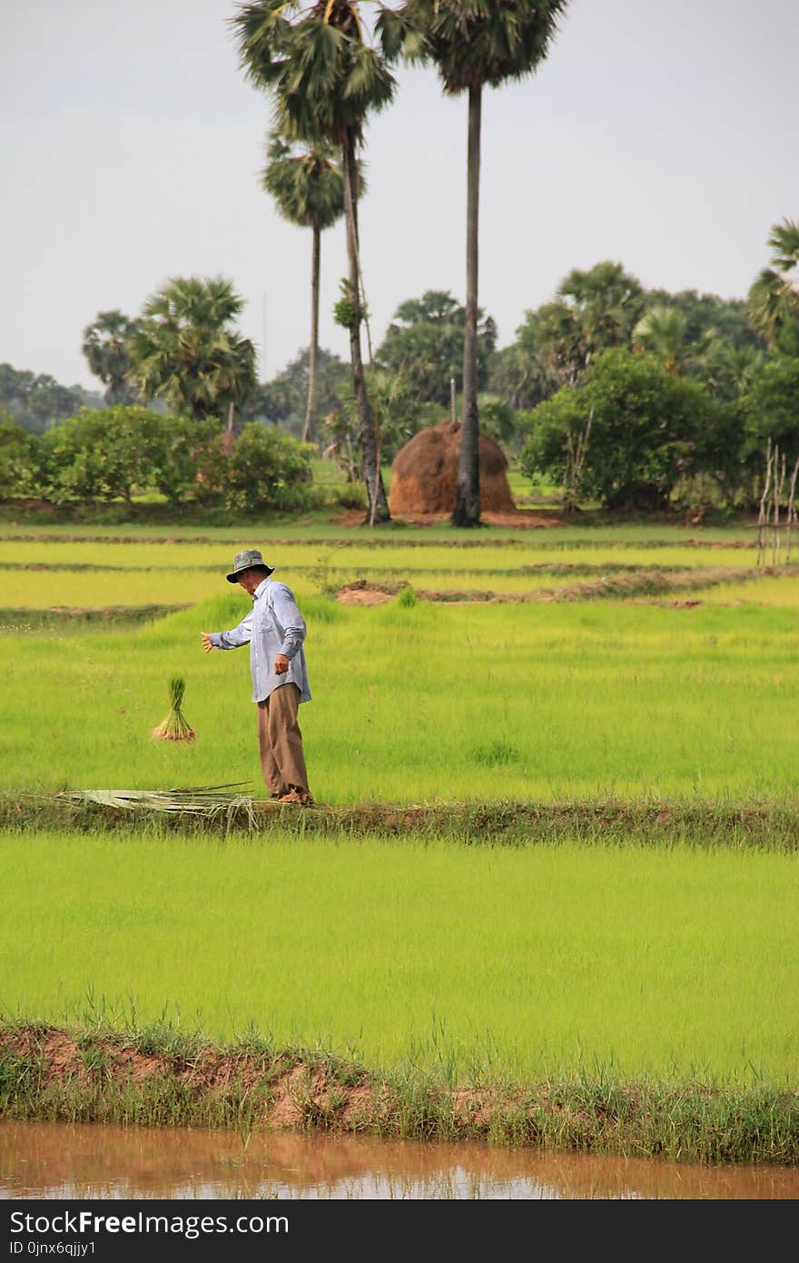 Paddy Field, Field, Agriculture, Grass