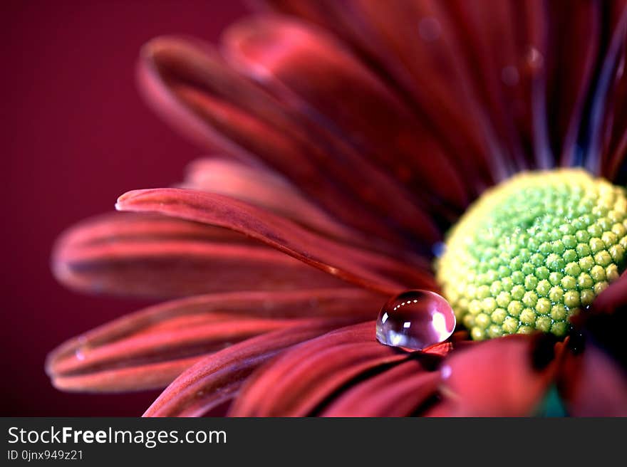 Flower, Close Up, Macro Photography, Pollen