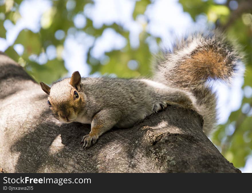 Squirrel, Fauna, Mammal, Wildlife