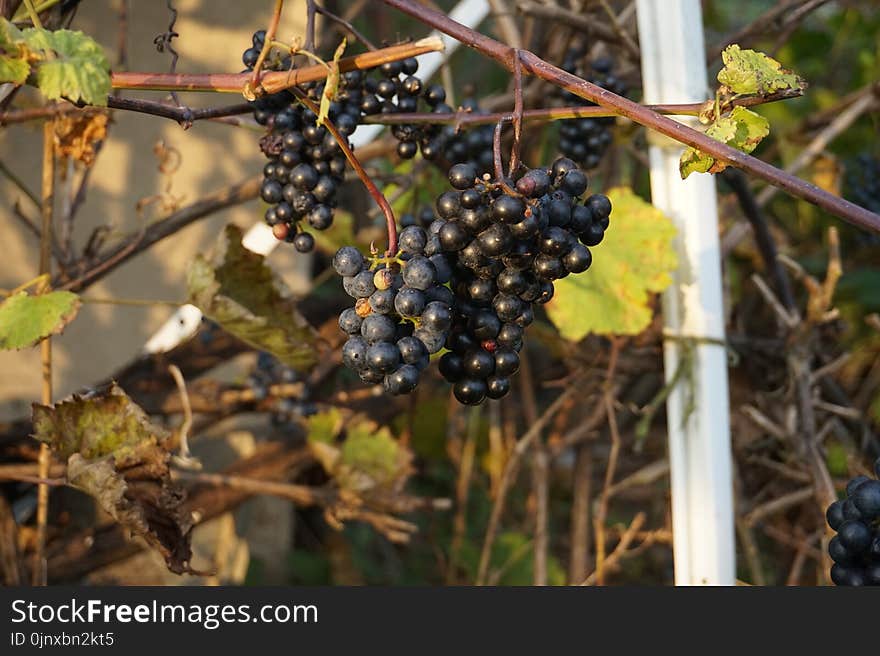 Grape, Grapevine Family, Fruit, Plant