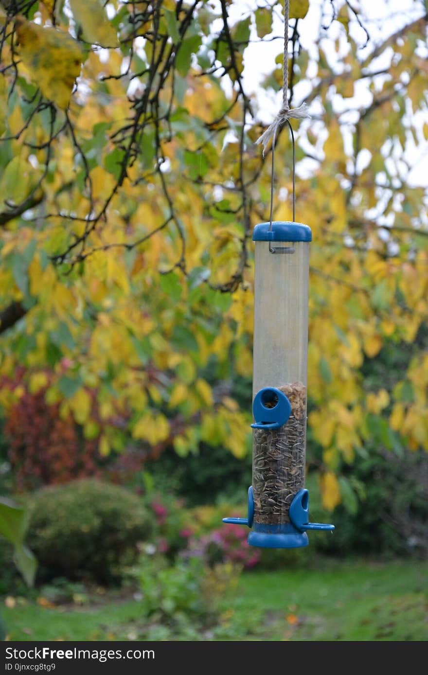 Bird Feeder, Branch, Tree, Leaf