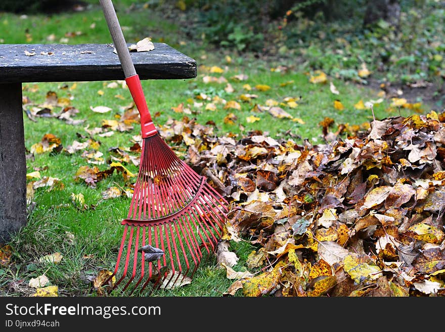 Leaf, Plant, Deciduous, Autumn