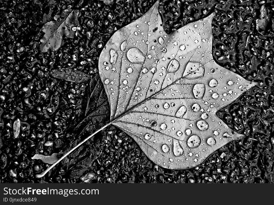 Leaf, Water, Black And White, Monochrome Photography