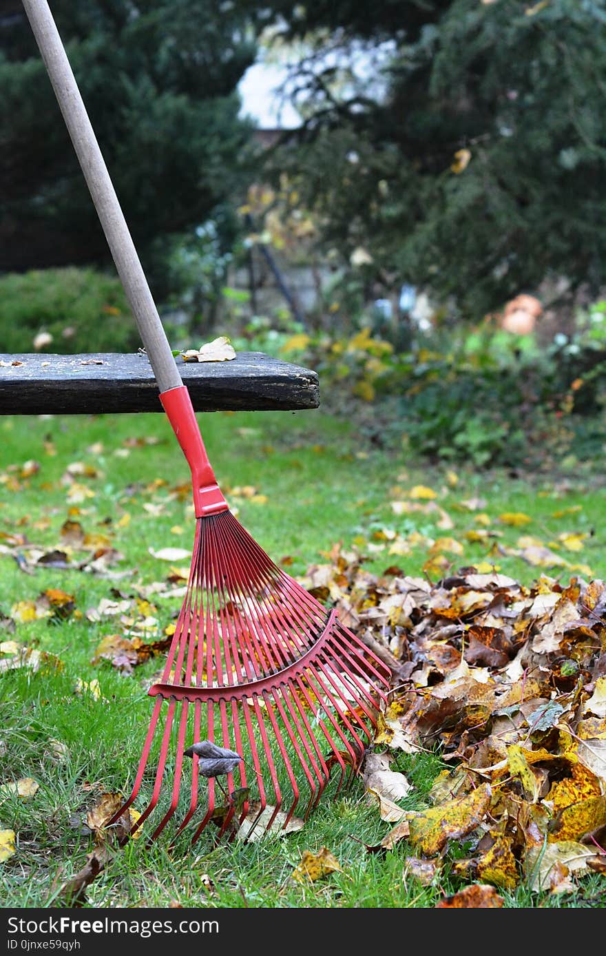 Leaf, Grass, Lawn, Autumn