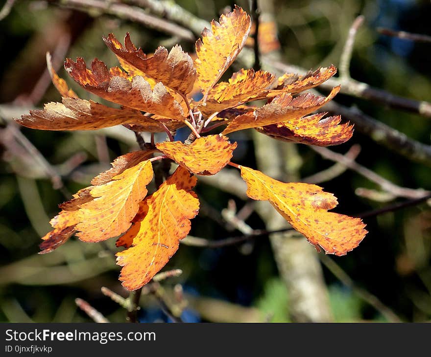 Leaf, Flora, Autumn, Plant