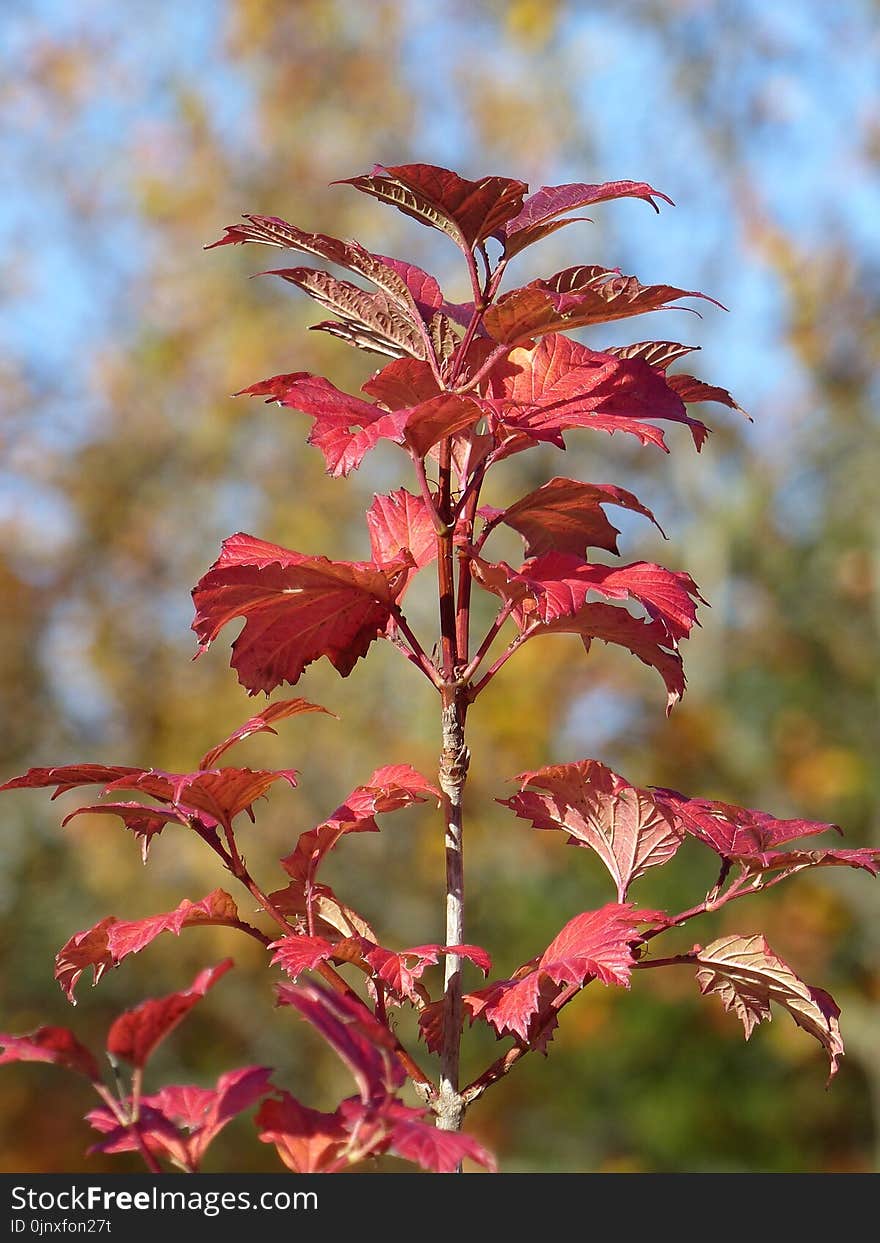 Plant, Leaf, Autumn, Plant Stem