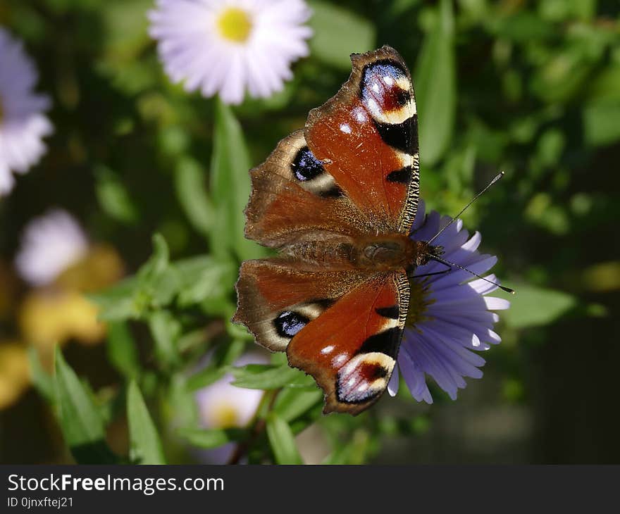 Butterfly, Moths And Butterflies, Insect, Brush Footed Butterfly