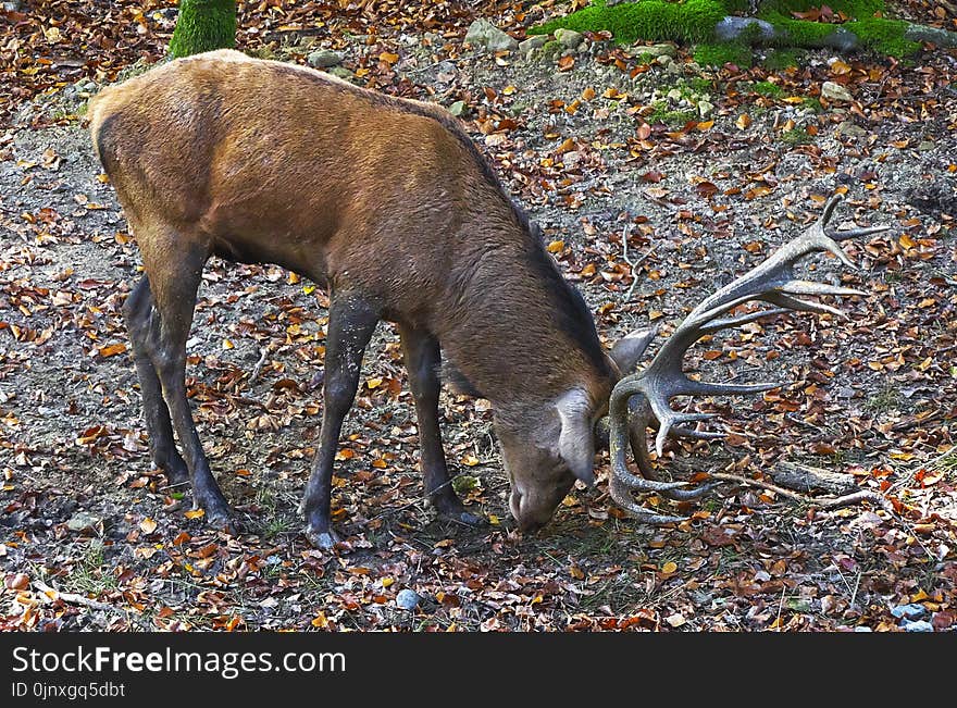 Wildlife, Deer, Fauna, White Tailed Deer