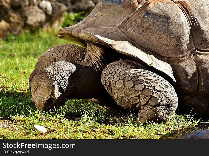 Tortoise, Terrestrial Animal, Turtle, Fauna