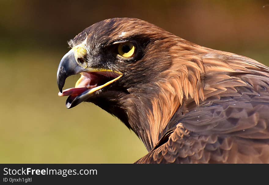 Beak, Bird, Bird Of Prey, Eagle