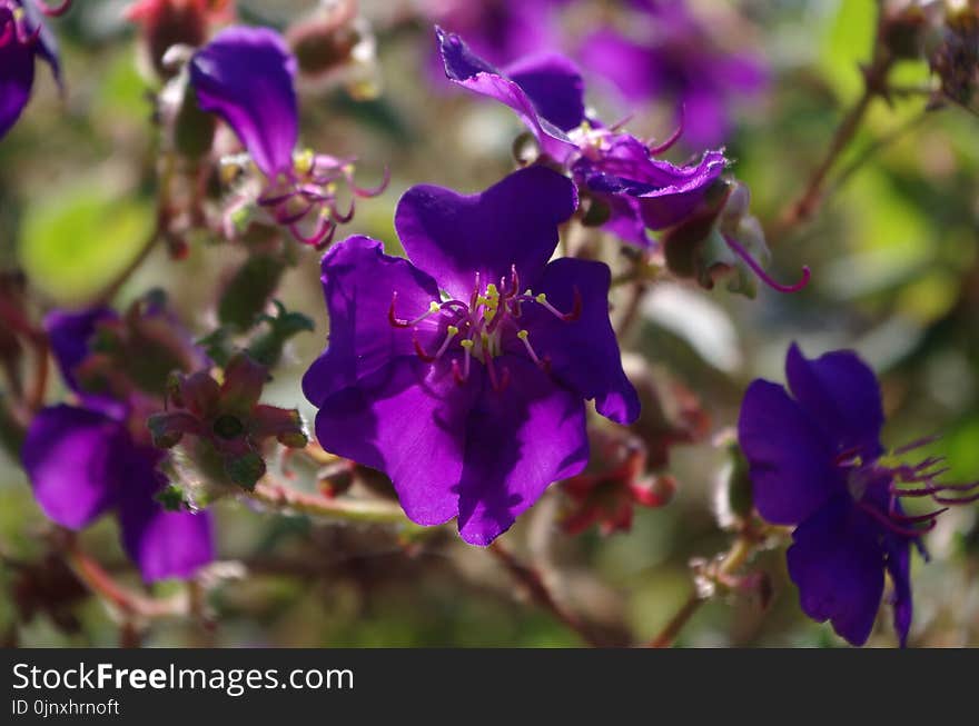 Flower, Purple, Plant, Flowering Plant